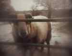 blurry ram